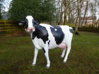 cow-model-073