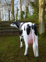 cow-model-079
